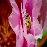 DHL供应链获批收购南非三家企业，加码非洲物流布局