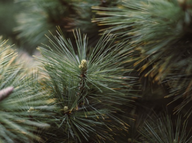 tiktok和抖音有什么不同？