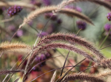 p卡是paypal还是payoneer