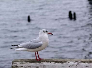 亚马逊中东站的历史与机遇