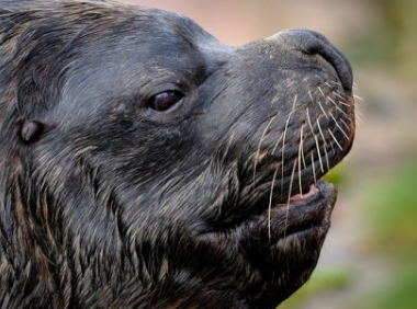 facebook马来西亚代理商