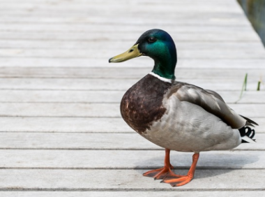 TikTok直播:跨境卖家必须知道的几种直播方式