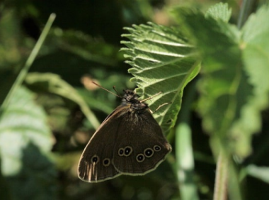 eBay：从小众拍卖网站到全球电商巨头的演变之路
