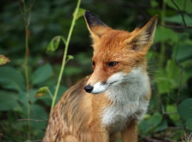 亚马逊准入名单，标准严格。