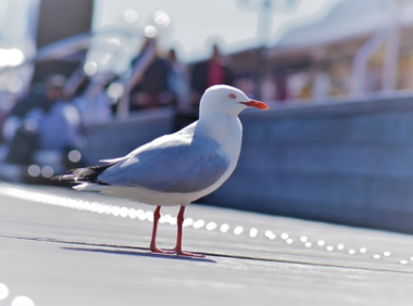 instagram视频如何下载