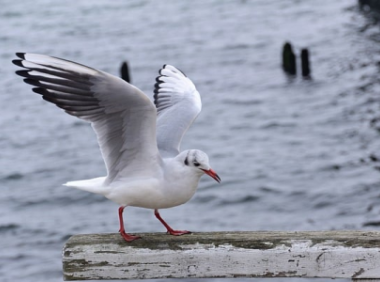 TikTok的直播方式有哪些