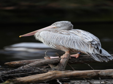 lazada卖家没货了怎么办