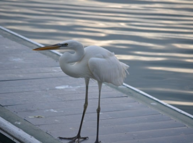 lazada本土店铺如何收款