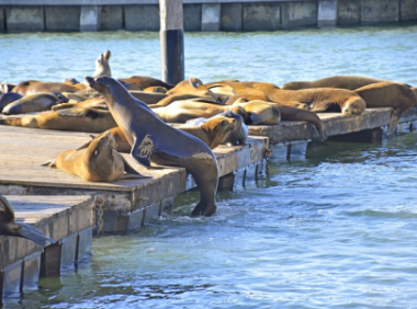 lazada买家号怎么注册